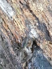 Choraginae