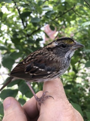 Zonotrichia albicollis