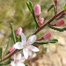 Hairy Wax-Flower - Photo (c) Peter Lockwood, some rights reserved (CC BY-NC), uploaded by Peter Lockwood