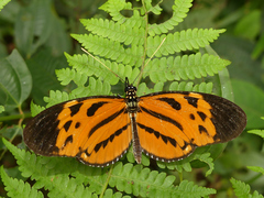 Heliconius hecale sisyphus