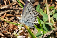 Plebejus idas scudderii