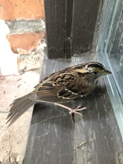 Zonotrichia albicollis