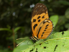 Heliconius hecale sisyphus