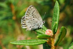 Plebejus idas scudderii