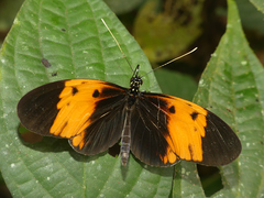 Heliconius numata