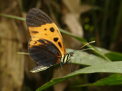 Heliconius numata