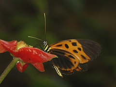 Heliconius numata