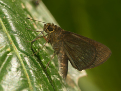Papias phaeomelas