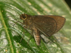 Papias phaeomelas