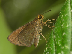 Papias phaeomelas