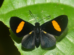 Isapis agyrtus