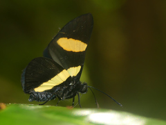 Isapis agyrtus