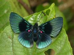 Lyropteryx apollonia