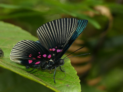 Lyropteryx apollonia