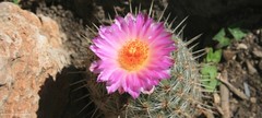 Thelocactus hastifer