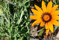 Gazania ciliaris