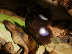 Pierella hortona