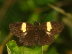 Potamanaxas flavofasciata