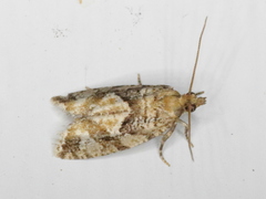 Zeiraphera canadensis