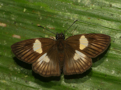 Potamanaxas hirta