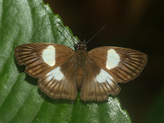 Potamanaxas hirta