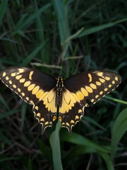 Papilio polyxenes americus