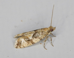 Zeiraphera canadensis