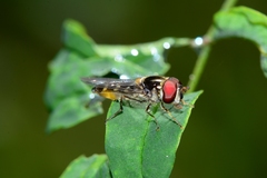 Austrosyrphus