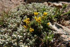 Draba oligosperma