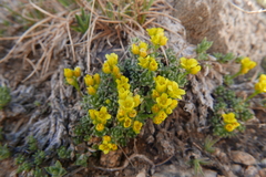 Draba oligosperma