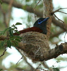 Terpsiphone viridis plumbeiceps