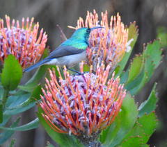 Leucospermum glabrum