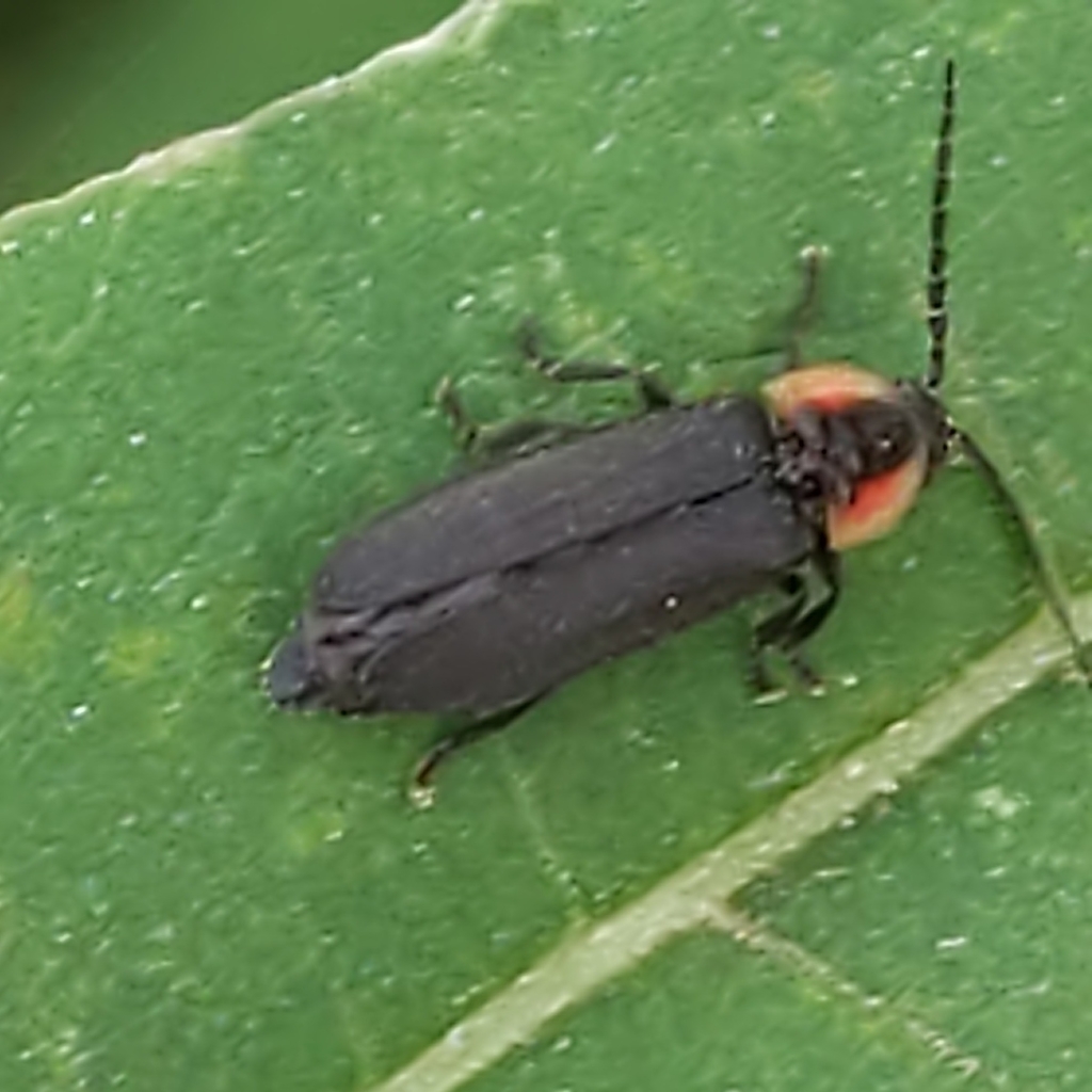 Pyropyga from Blandon, PA 19510, USA on September 15, 2021 at 0521 PM