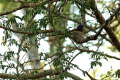 Terpsiphone viridis plumbeiceps