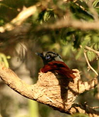 Terpsiphone viridis plumbeiceps