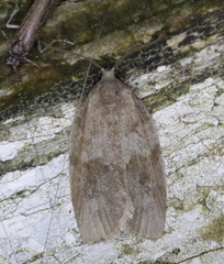 Choristoneura conflictana