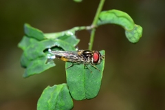 Austrosyrphus