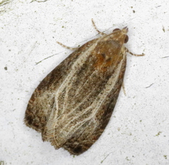 Olethreutes quadrifidum