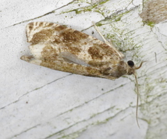 Olethreutes appendiceum