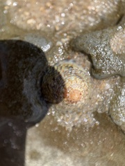Bembicium vittatum