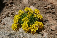 Draba densifolia