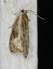 Olethreutes quadrifidum