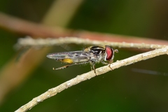 Austrosyrphus