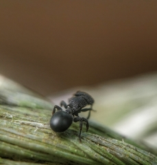 Cataulacus granulatus
