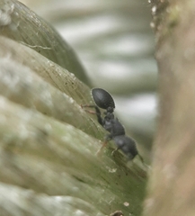 Cataulacus granulatus