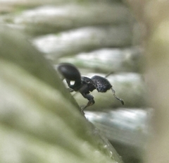 Cataulacus granulatus