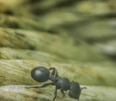 Cataulacus granulatus