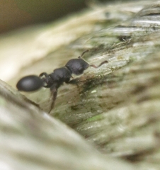 Cataulacus granulatus