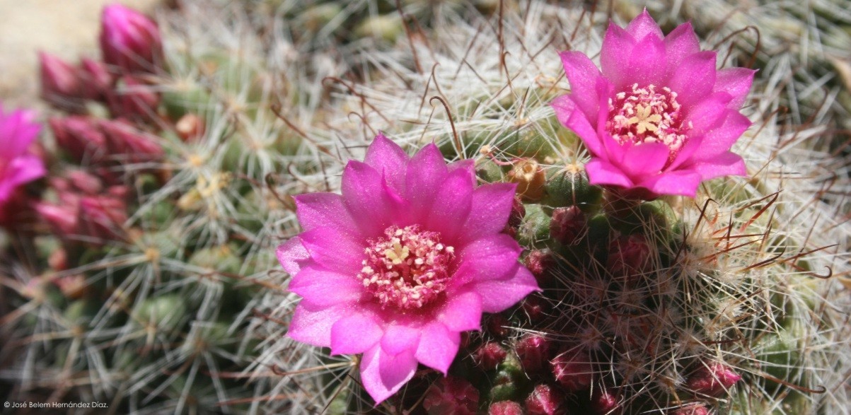 Mammillaria zeilmanniana