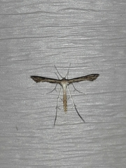 Stenoptilodes taprobanes